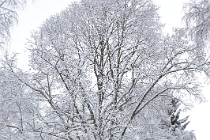 SumavaCervenaUnor2026 - 026